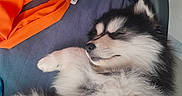 Lila participe au concours pour gagner de l'argent avec cette photo : puppy, dog, sleeping, fluffy, cushion, bed, orange_cloth, plush_toy, indoor, cozy, resting, pet, fur, cute, young_dog, animal, relaxing, closeup, black_and_white, soft