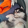 puppy, dog, sleeping, fluffy, cushion, bed, orange_cloth, plush_toy, indoor, cozy, resting, pet, fur, cute, young_dog, animal, relaxing, closeup, black_and_white, soft
