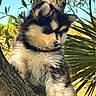 animal, black_and_white, branch, curious, cute, dog, exploring, fluffy, foliage, fur, nature, outdoor, pet, portrait, puppy, sky, small, sunlight, tree, young