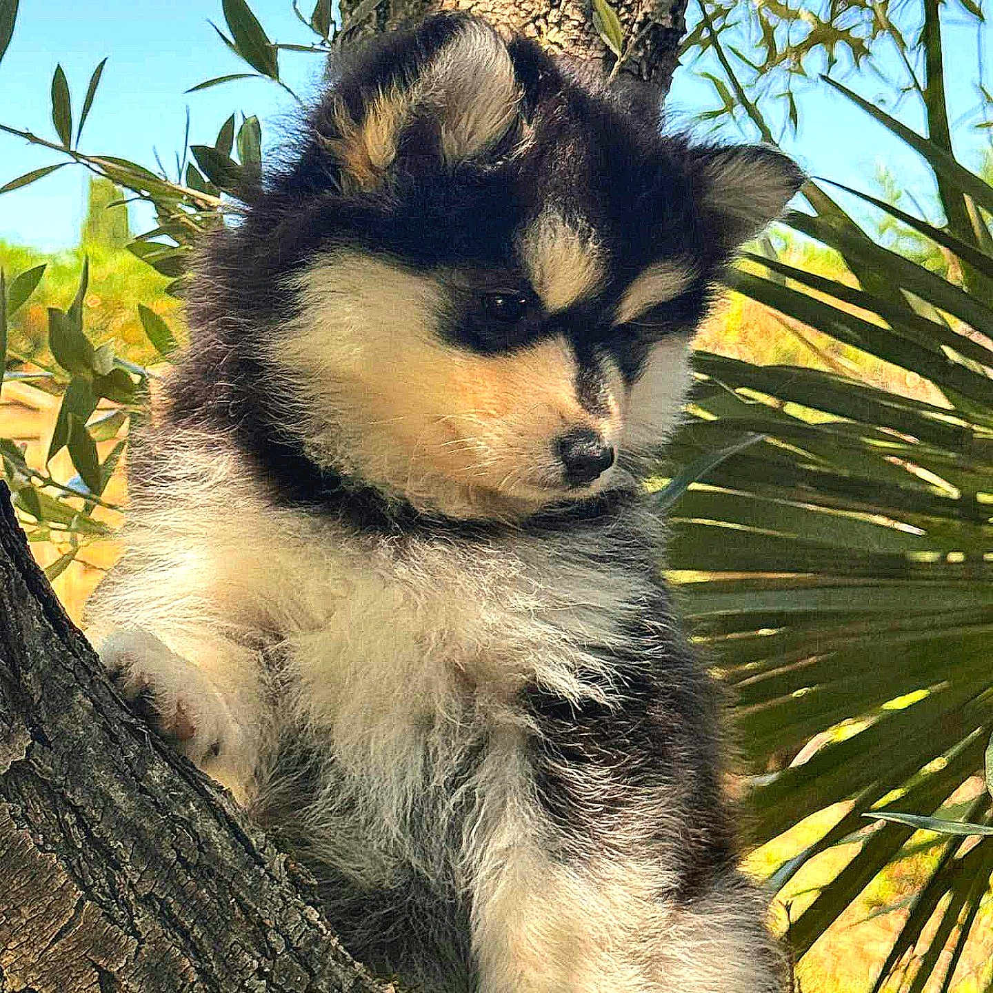 Lila