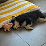 puppy, dog, sleeping, toy, pink_pig, cushion, striped_cushion, yellow, white, black, floor, tile_floor, indoor, pet, cute, fluffy, resting, animal, cozy, nap