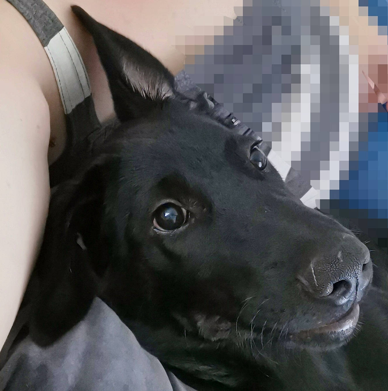 Shade participe au concours pour gagner de l'argent avec cette photo : art, borador, canidae, carnivore, companion_dog, dog, dog_breed, ear, electric_blue, eye, fur, illustration, jaw, liver, painting, snout, sporting_group, terrestrial_animal, whiskers, working_animal