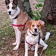 Melissa Wright is registered to the contest to win money with this photo: alert, animal, brown, canine, collar, dog, ears, forest_floor, ground, harness, leaves, nature, nose, outdoor, park, pets, sitting, tree, two_dogs, white
