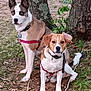 alert, animal, brown, canine, collar, dog, ears, forest_floor, ground, harness, leaves, nature, nose, outdoor, park, pets, sitting, tree, two_dogs, white