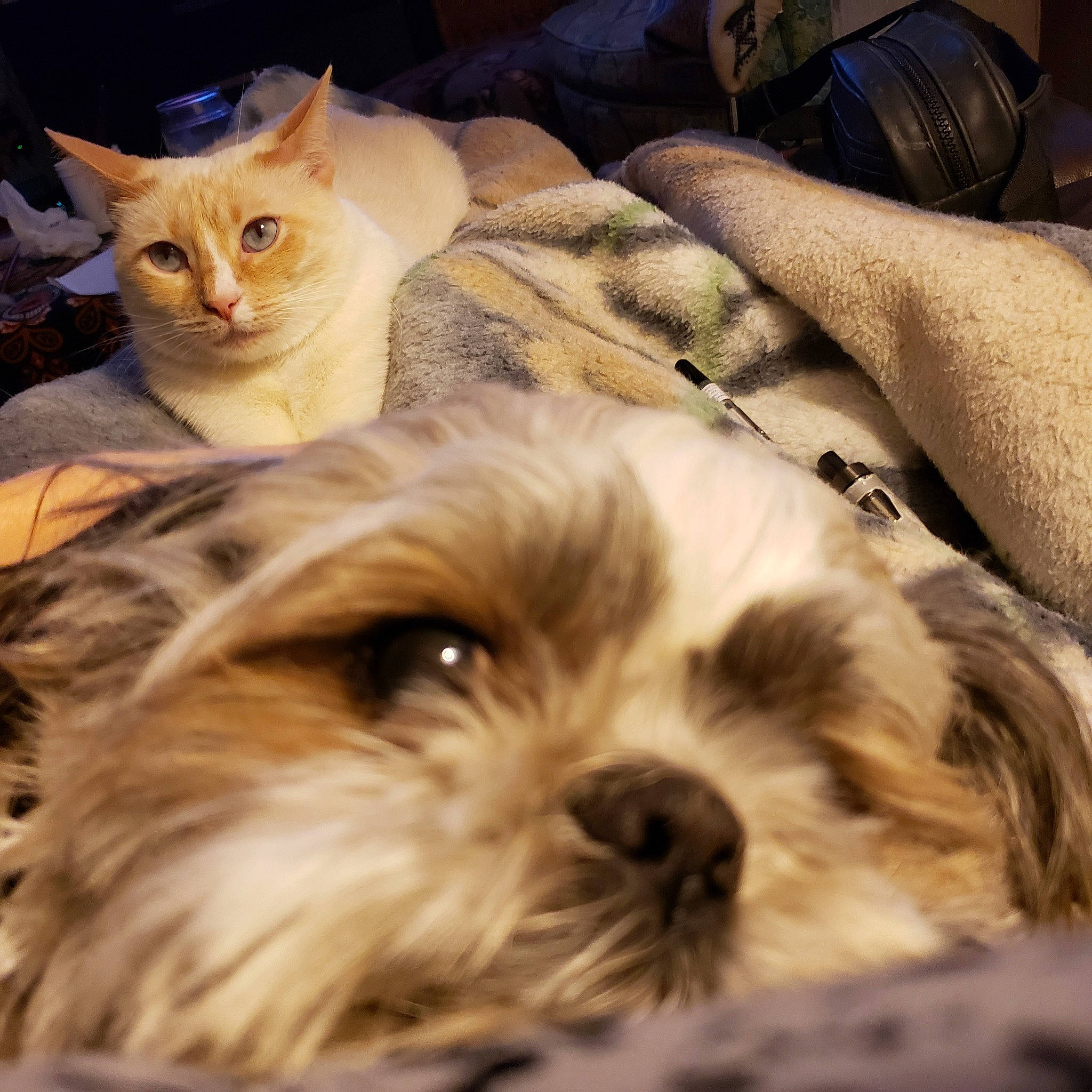 George joined the competition — help win amazing prizes! carnivore, cat, close_up, comfort, companion_dog, dog, dog_breed, domestic_short_haired_cat, fawn, felidae, fur, liver, plant, shih_tzu, small_to_medium_sized_cats, snout, terrier, toy_dog, whiskers, working_animal