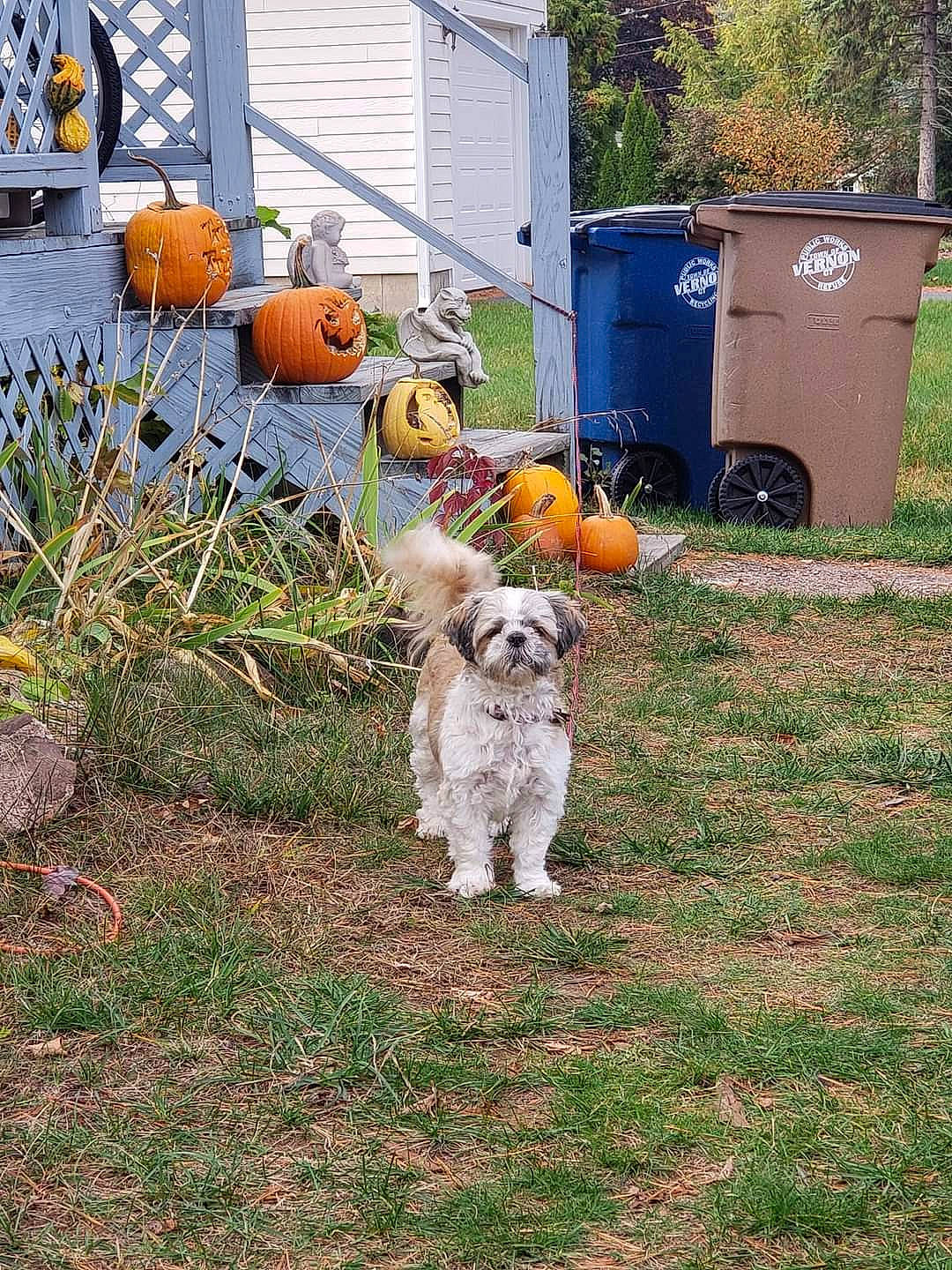 George is registered to the contest to win money with this photo: calabaza, carnivore, companion_dog, cucurbita, dog, dog_breed, fawn, gas, gourd, grass, lawn, plant, pumpkin, squash, toy_dog, vegetable, waste_container, waste_containment, window, winter_squash
