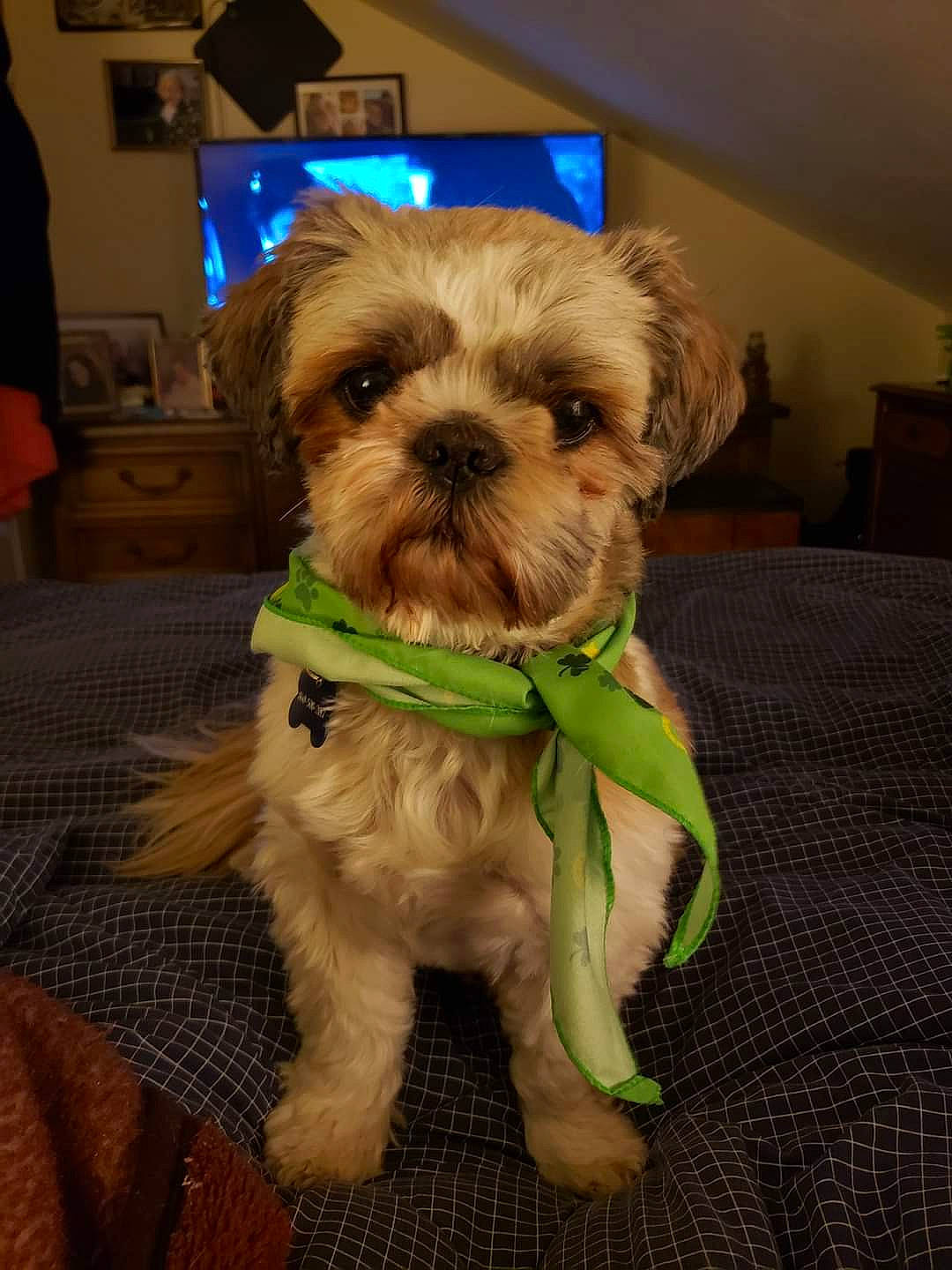 George is registered to the contest to win money with this photo: canidae, carnivore, companion_dog, dog, dog_breed, dog_clothes, dog_supply, fashion_accessory, fawn, fur, liver, pet_supply, picture_frame, shih_poo, small_terrier, snout, sporting_group, terrier, toy_dog, working_animal