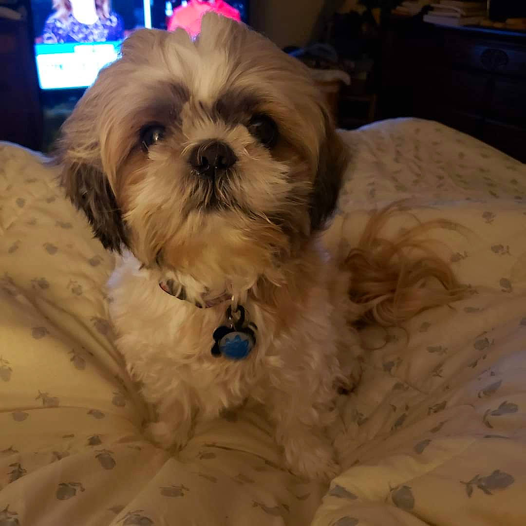 George is registered to the contest to win money with this photo: cabinetry, carnivore, comfort, companion_dog, dog, dog_breed, drawer, fawn, fur, liver, mal_shi, pet_supply, shih_poo, shih_tzu, small_terrier, snout, sporting_group, terrier, toy_dog, working_animal
