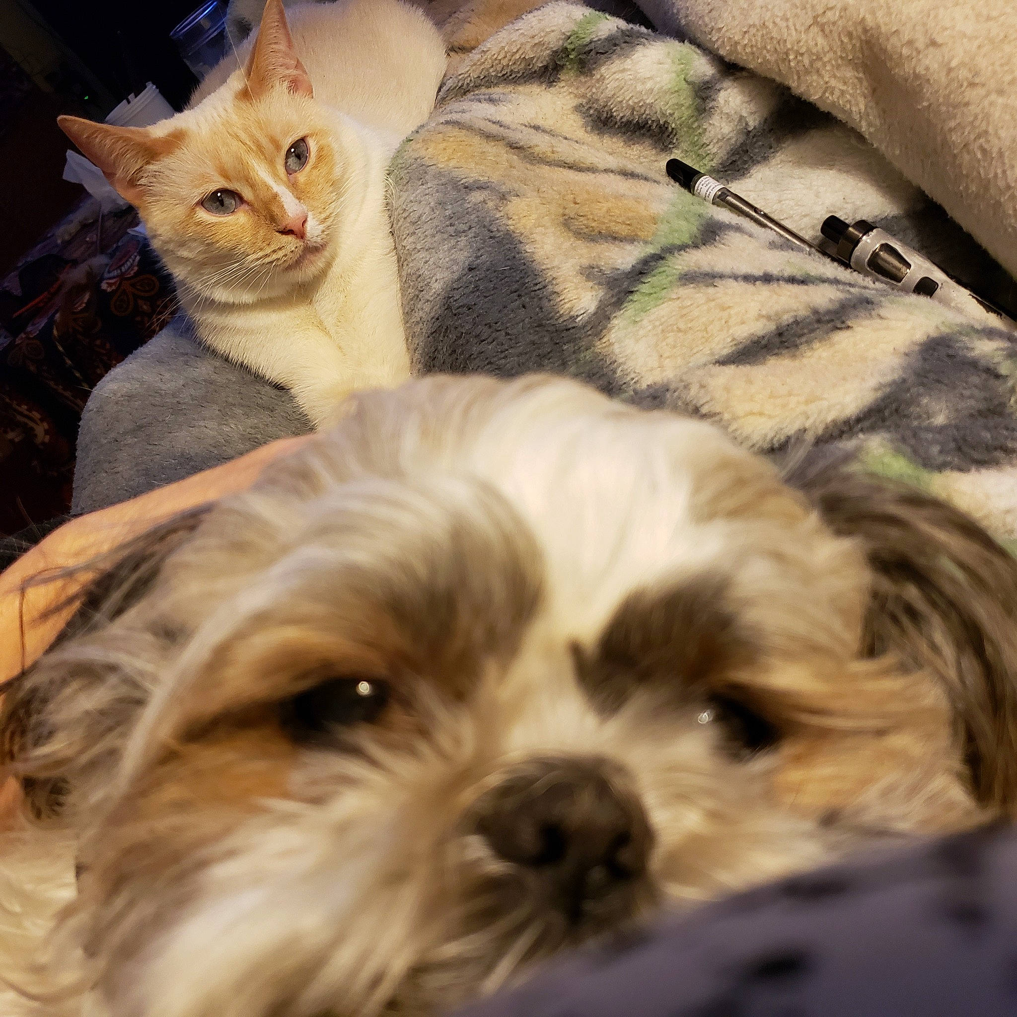 Abigail joined the competition — help win amazing prizes! carnivore, cat, comfort, companion_dog, dog, dog_breed, domestic_short_haired_cat, fawn, felidae, fur, liver, mammal, pattern, shih_tzu, snout, terrestrial_animal, toy_dog, vertebrate, whiskers, working_animal