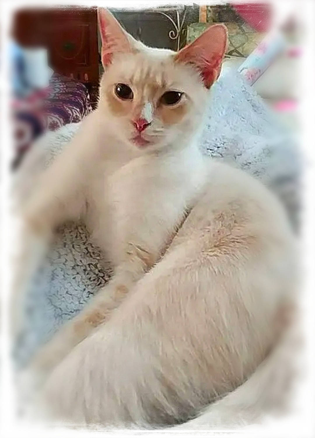 Abigail is registered to the contest to win money with this photo: carnivore, cat, claw, collar, comfort, domestic_short_haired_cat, eye, fawn, felidae, fur, internet_meme, paw, photo_caption, sitting, small_to_medium_sized_cats, snout, tail, terrestrial_animal, whiskers, window