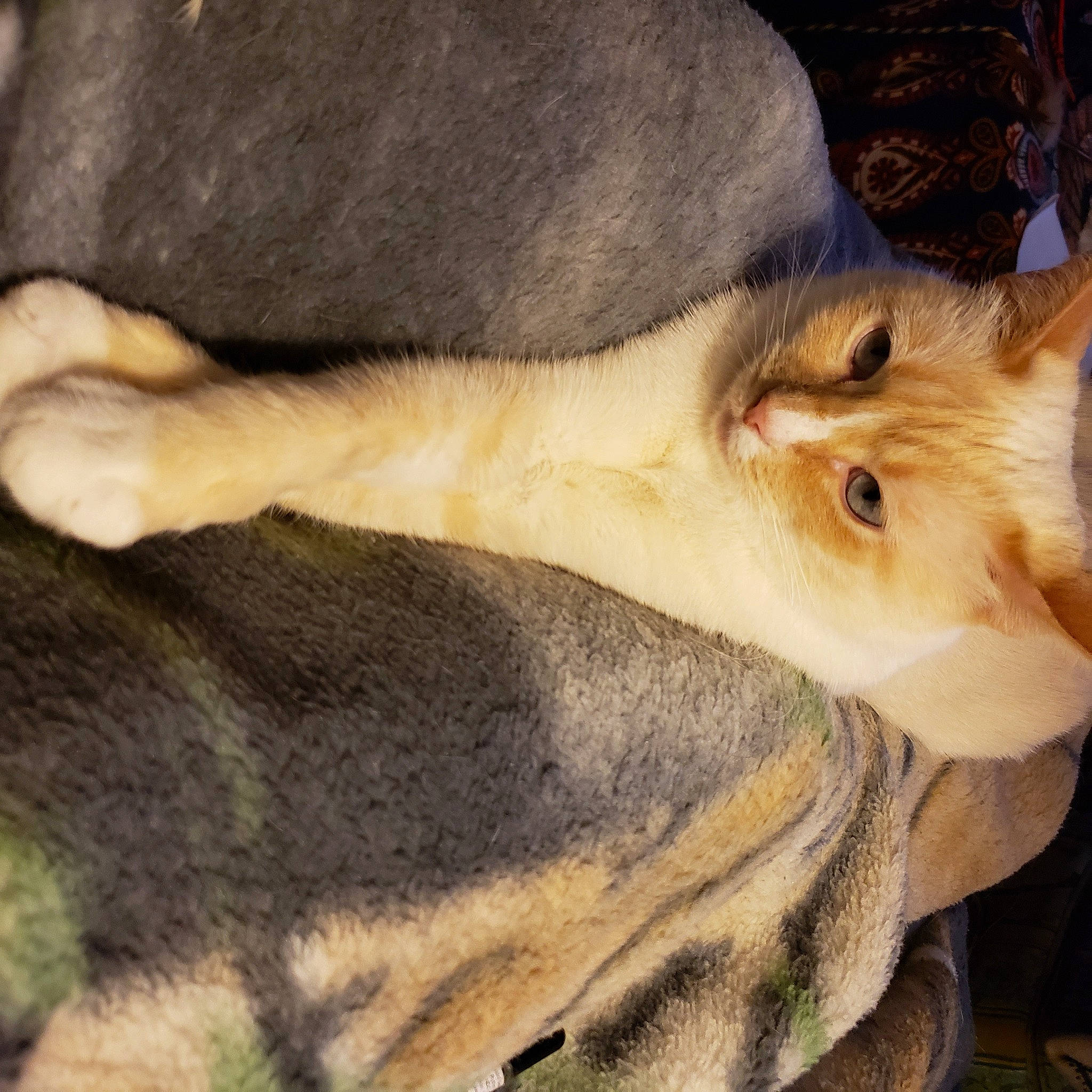 Abigail is registered to the contest to win money with this photo: beak, bird, canidae, carnivore, claw, deer, dog_breed, fawn, felidae, fur, small_to_medium_sized_cats, snout, tail, terrestrial_animal, whiskers