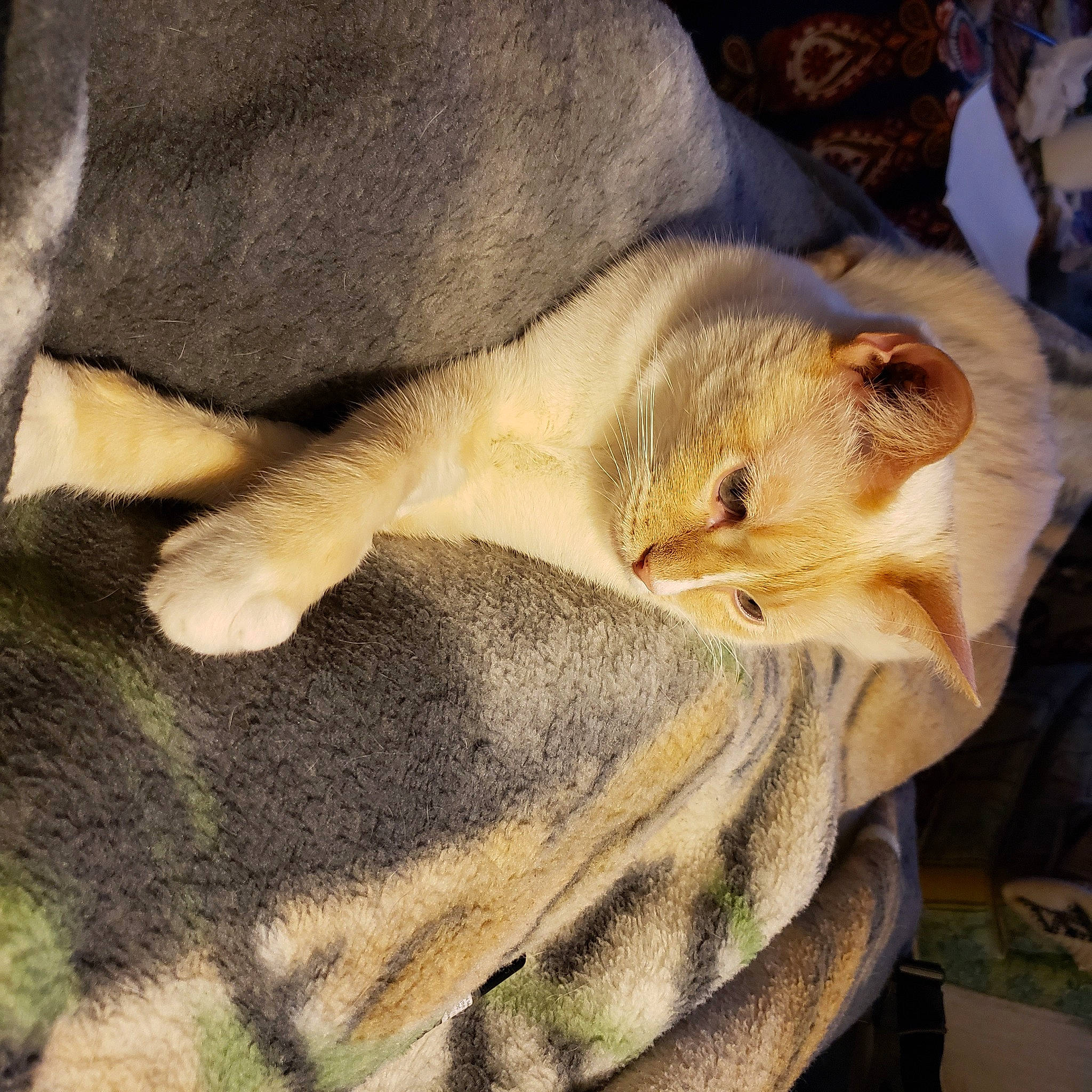 Abigail joined the competition — help win amazing prizes! claw, comfort, fawn, felidae, fur, gerbil, hamster, long_tailed_weasel, mammal, muroidea, mustelidae, rabbits_and_hares, rodent, small_to_medium_sized_cats, squirrel, tail, terrestrial_animal, vertebrate, whiskers, wood