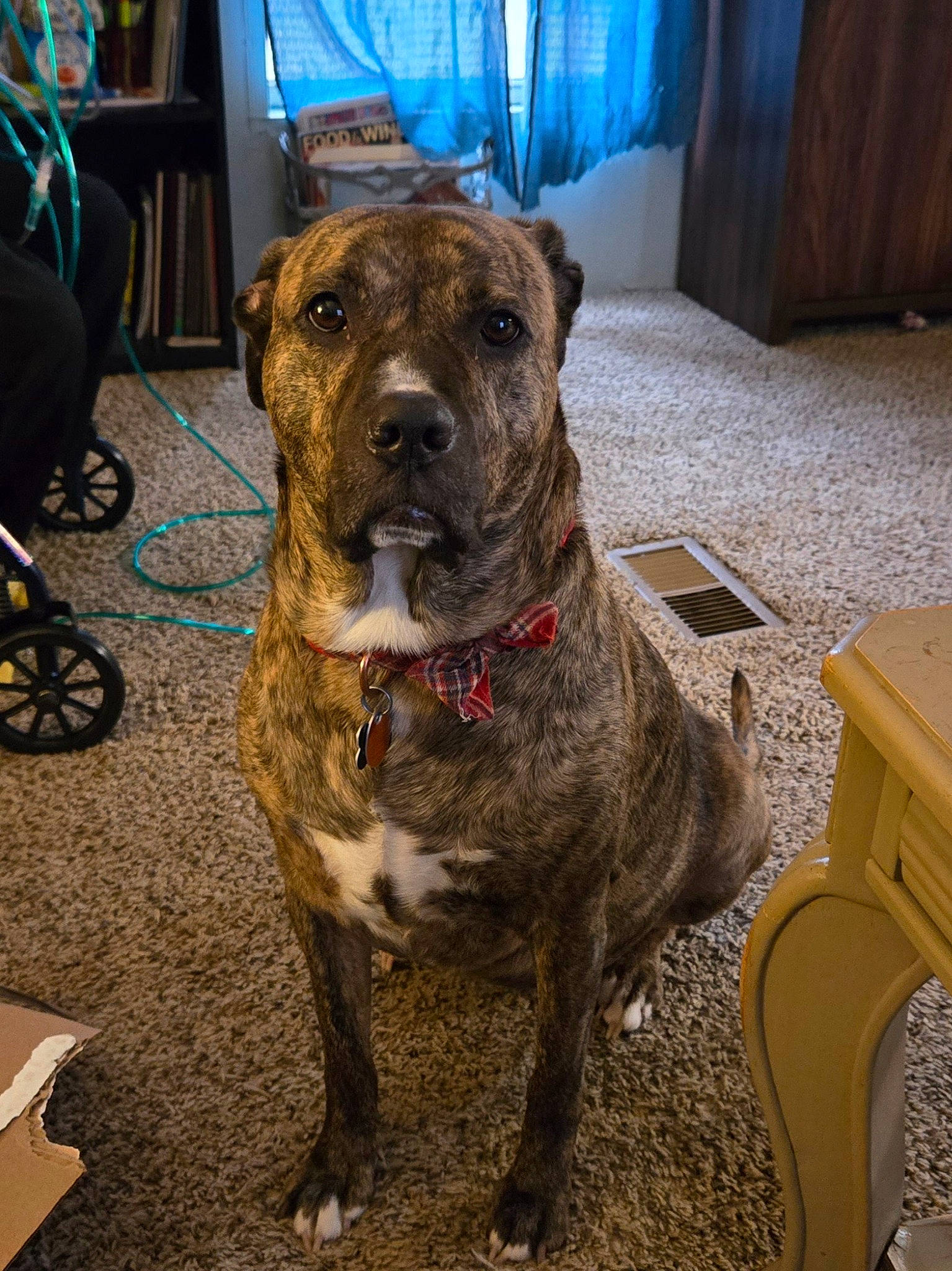 Ana is registered to the contest to win money with this photo: canidae, carnivore, collar, companion_dog, dog, dog_breed, dog_collar, fawn, fur, liver, molosser, pet_supply, snout, sporting_group, tire, wheel, whiskers, working_animal, working_dog, wrinkle