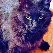 Peanut is registered to the contest to win money with this photo: cat, black_cat, animal, pet, feline, whiskers, green_eyes, fur, indoor, wooden_floor, curious, sitting, close_up, portrait, cute, domestic_animal, mammal, face, ears, paw