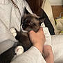Zeus a rejoint le concours — aidez-le/la à gagner de superbes lots ! brown_hair, cat, cat_face, close_up, cozy, cuddling, hands, holding, human_face, indoor, living_room, nails, person, pet, portrait, siamese_cat, sofa, sweater, whiskers, white_paws