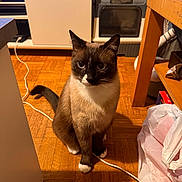 Zeus participe au concours pour gagner de l'argent avec cette photo : blue_eyes, brown_fur, cable, cat, curious, furniture, home, indoor, looking_up, paws, pet, plastic_bag, portrait, shelf, siamese_cat, sitting, table, whiskers, white_paws, wooden_floor