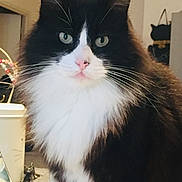 Philou a rejoint le concours — aidez-le/la à gagner de superbes lots ! cat, tuxedo_cat, long_hair, whiskers, green_eyes, pet, indoor, portrait, fur, close_up, feline, pink_nose, ears, sitting, table, mug, decor, figurine, wall_art, home