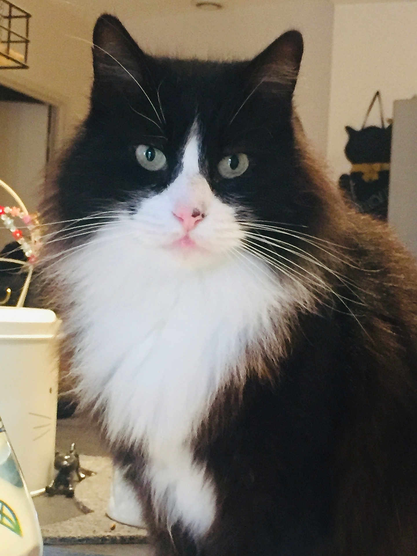 Philou a rejoint le concours — aidez-le/la à gagner de superbes lots ! cat, tuxedo_cat, long_hair, whiskers, green_eyes, pet, indoor, portrait, fur, close_up, feline, pink_nose, ears, sitting, table, mug, decor, figurine, wall_art, home