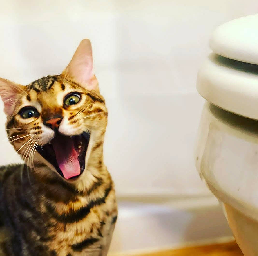 Mercer Boy is registered to the contest to win money with this photo: carnivore, cat, domestic_short_haired_cat, eye, fang, felidae, fur, human_body, jaw, paw, photo_caption, sitting, small_to_medium_sized_cats, snout, terrestrial_animal, toy, whiskers, wildlife, window, wood