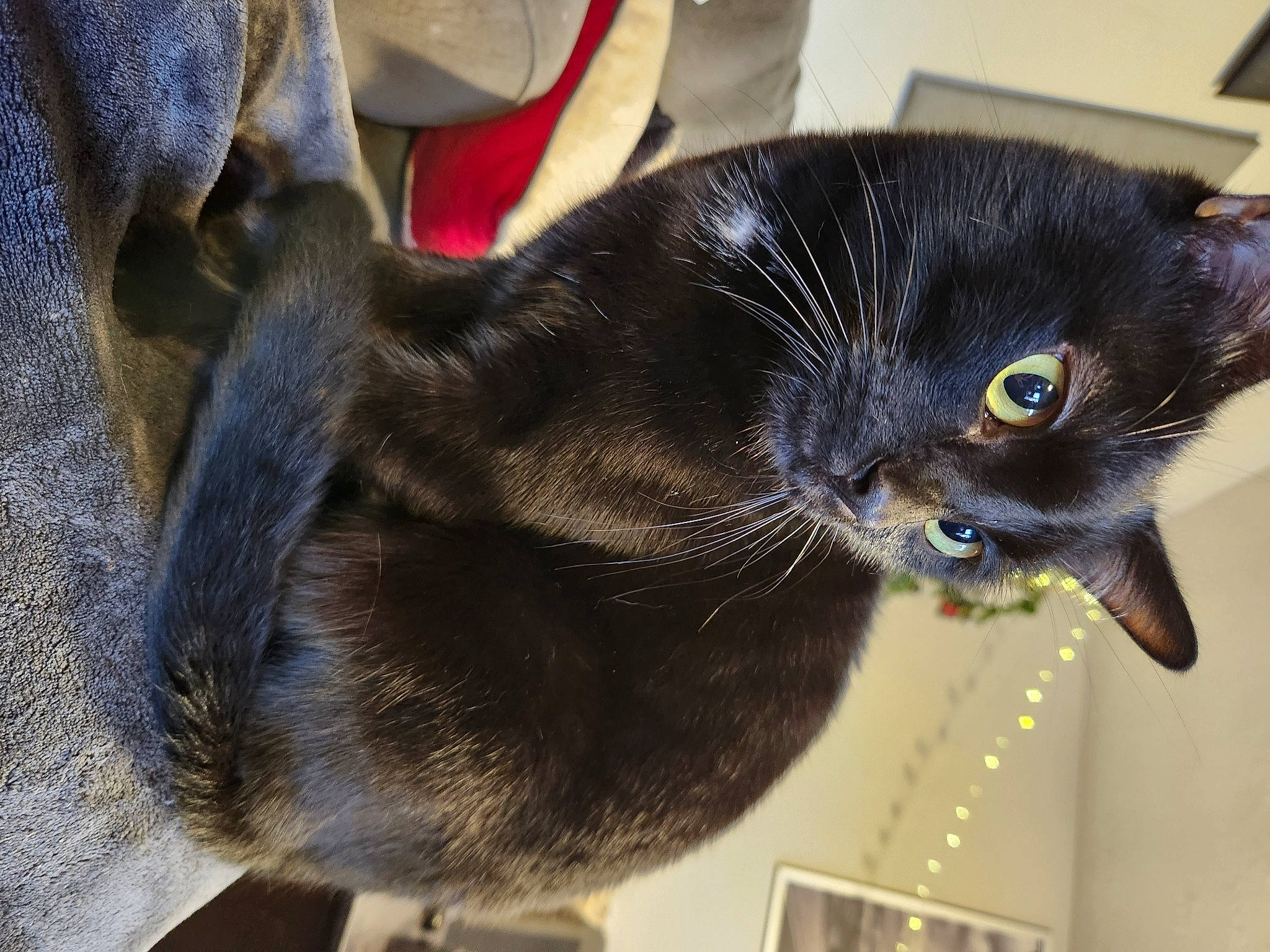 Lucipurr is registered to the contest to win money with this photo: black_cat, bombay, carnivore, cat, claw, collar, comfort, dog_breed, domestic_short_haired_cat, ear, felidae, fur, small_to_medium_sized_cats, snout, tail, terrestrial_animal, whiskers, window