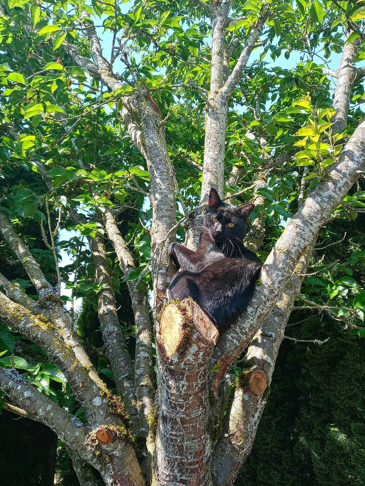 Lucipurr joined the competition — help win amazing prizes! beak, birch_family, forest, jungle, northern_hardwood_forest, old_growth_forest, plant, plant_stem, rainforest, reptile, temperate_broadleaf_and_mixed_forest, terrestrial_plant, tree, trunk, twig, valdivian_temperate_rain_forest, wildlife, wood, woodland