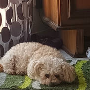 Canelle a rejoint le concours — aidez-le/la à gagner de superbes lots ! dog, small_dog, fluffy, curly_fur, cream_colored, sleeping, lying_down, resting, portrait, pet, animal, indoor, rug, carpet, wooden_cabinet, curtain, tiled_floor, home, cozy, relaxed