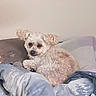 Canelle a rejoint le concours — aidez-le/la à gagner de superbes lots ! dog, small_dog, curly_fur, white_fur, fluffy, pet, animal, lying_down, bed, blanket, pillow, bedroom, indoor, portrait, cute, relaxed, sitting, ears, nose, home