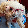 Canelle a rejoint le concours — aidez-le/la à gagner de superbes lots ! dog, pet, fluffy, white_dog, curly_fur, red_glasses, eyewear, portrait, close_up, indoors, person, blue_clothing, collar, cute, funny, animal, companion, held_dog, playful, photography