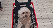 Canelle participe au concours pour gagner de l'argent avec cette photo : animal, black, curly_hair, cute, dog, face, fluffy, indoor, pet, portrait, puppy, red, seated, shopping_basket, shopping_cart, small_dog, store, supermarket, tiled_floor, white_fur