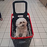 animal, black, curly_hair, cute, dog, face, fluffy, indoor, pet, portrait, puppy, red, seated, shopping_basket, shopping_cart, small_dog, store, supermarket, tiled_floor, white_fur