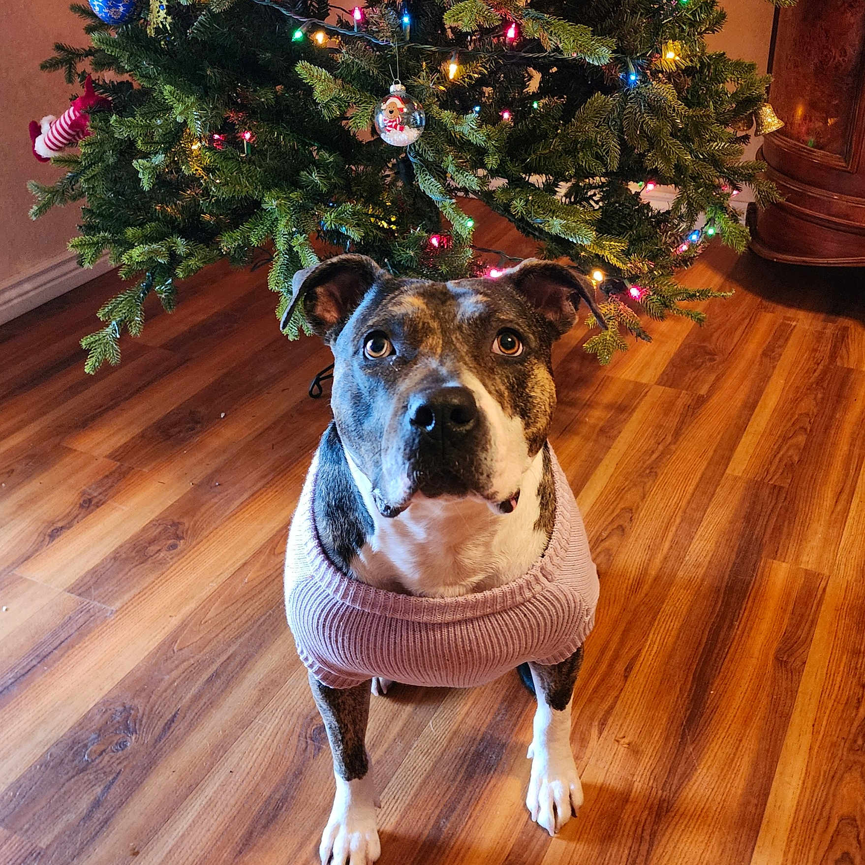 Jazzmine is registered to the contest to win money with this photo: accessories, animal, canine, conifer, dog, fir, furniture, hardwood, hound, husky, indoors, interiordesign, leaf, pet, plant, pottedplant, puppy, sphere, tree, wood