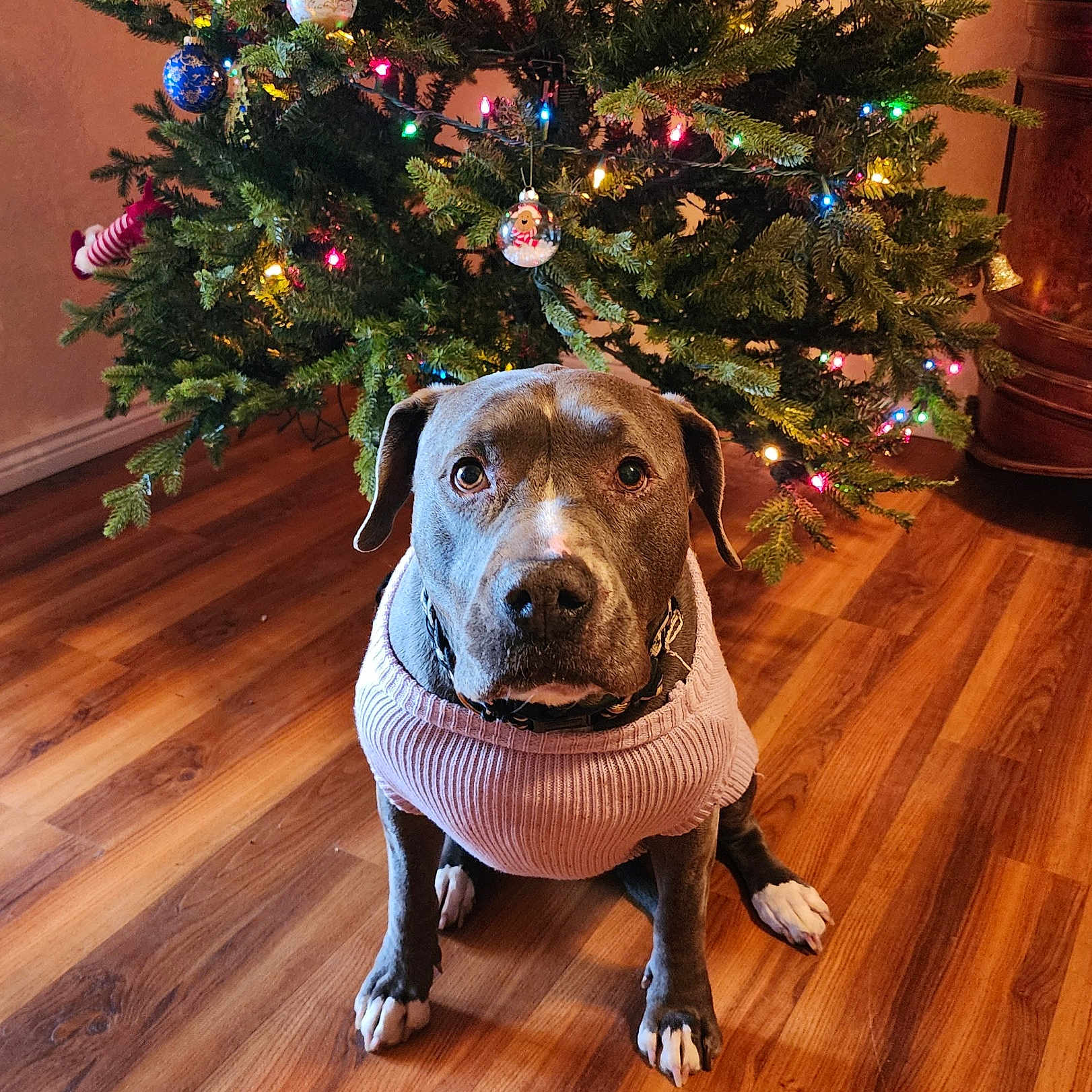 Bella