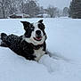 dog, border_collie, snow, winter, outdoor, canine, heterochromia, black_and_white, happy, playful, fur, collar, snowflakes, nature, cold, animal, pet, landscape, trees, sky