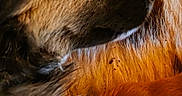 Kaya a rejoint le concours — aidez-le/la à gagner de superbes lots ! animal, brown, canine, close_up, cozy, dog, fur, head, indoor, mammal, orange, paw, peaceful, pet, portrait, relaxation, resting, sleeping, texture, warm_light