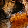 animal, brown, canine, close_up, cozy, dog, fur, head, indoor, mammal, orange, paw, peaceful, pet, portrait, relaxation, resting, sleeping, texture, warm_light