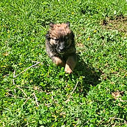 Kaya participe au concours pour gagner de l'argent avec cette photo : active, adorable, animal, cute, daytime, dog, field, fur, grass, greenery, mammal, nature, outdoor, pet, playful, puppy, running, small, sunlight, young
