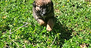 Kaya participe au concours pour gagner de l'argent avec cette photo : active, adorable, animal, cute, daytime, dog, field, fur, grass, greenery, mammal, nature, outdoor, pet, playful, puppy, running, small, sunlight, young