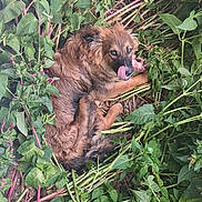 Kaya a rejoint le concours — aidez-le/la à gagner de superbes lots ! dog, animal, pet, brown_fur, curled_up, green_leaves, plants, outdoor, nature, tongue_out, licking, fur, canine, resting, playful, closeup, garden, leafy, flora, cute