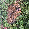 animal, brown_fur, canine, closeup, curled_up, cute, dog, flora, fur, garden, green_leaves, leafy, licking, nature, outdoor, pet, plants, playful, resting, tongue_out