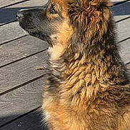 Kaya participe au concours pour gagner de l'argent avec cette photo : dog, long_hair, fluffy, brown_fur, black_muzzle, pointed_ears, sitting, profile, outdoor, wooden_deck, sunlight, shadow, pet, animal, canine, portrait, close_up, looking_away, fur, dramatic