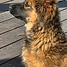 dog, long_hair, fluffy, brown_fur, black_muzzle, pointed_ears, sitting, profile, outdoor, wooden_deck, sunlight, shadow, pet, animal, canine, portrait, close_up, looking_away, fur, dramatic