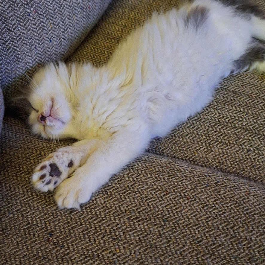 Zenya is registered to the contest to win money with this photo: animal, cat, closeup, comfort, couch, cozy, fluffy, fur, furniture, gray, indoor, kitten, paw, pet, relaxed, resting, sleeping, soft, texture, white