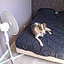 bed, blanket, blue_eye, brown_eye, comforter, dog, fan, floor, furniture, heterochromia, home, indoor, light, pet, quiet, relaxed, resting, room, spotted, wall