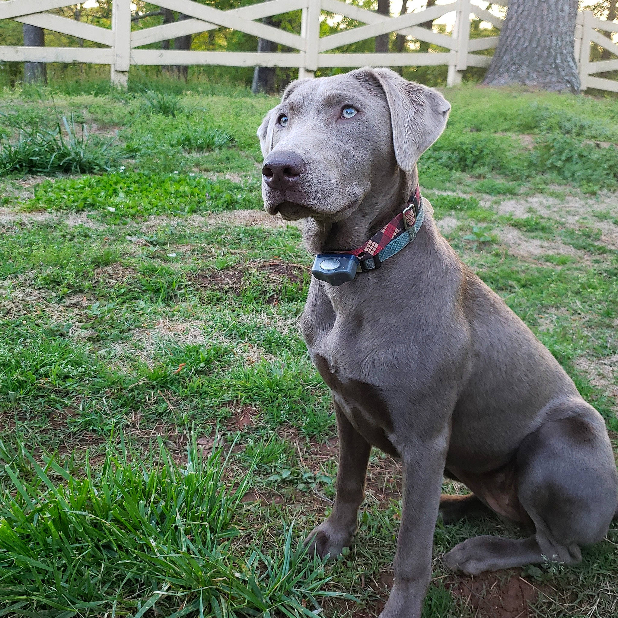 Lani is registered to the contest to win money with this photo: blue_lacy, canidae, carnivore, dog, dog_breed, fawn, grass, great_dane, mammal, non_sporting_group, rare_breed_dog, snout, sporting_group, vertebrate, weimaraner, working_dog