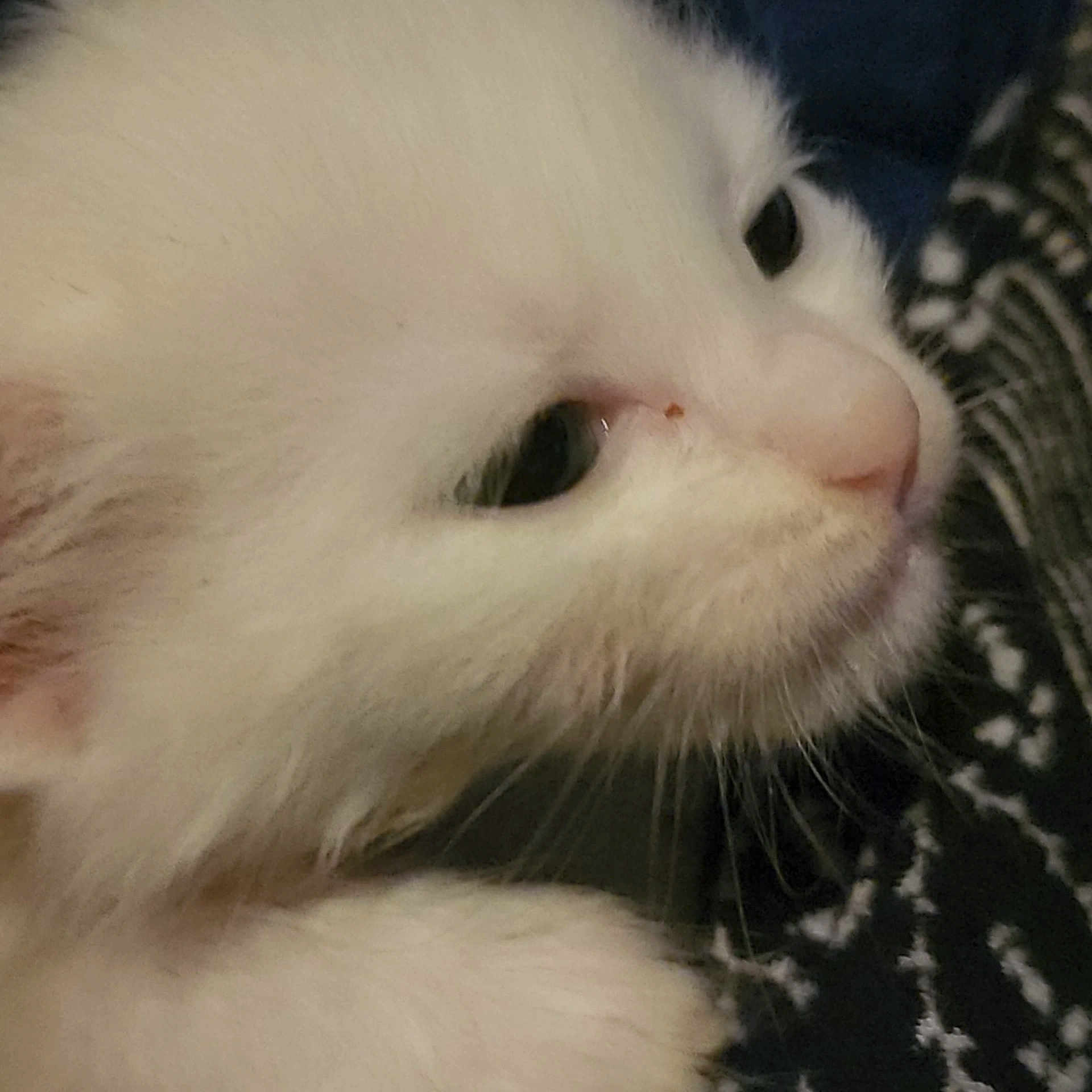 Alien is registered to the contest to win money with this photo: cat, white_fur, close_up, face, eye, nose, whiskers, pet, animal, feline, soft_fur, patterned_fabric, indoor, cute, domestic_animal, sleepy, resting, close_view, portrait, furry