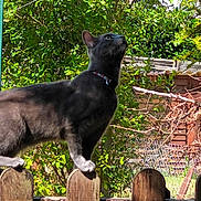Tokyo participe au concours pour gagner de l'argent avec cette photo : cat, gray_cat, fence, wooden_fence, outdoor, garden, greenery, plants, sunlight, daylight, animal, pet, curious, balancing, nature, backyard, collar, looking_up, tree, wood