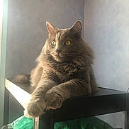 Etty a rejoint le concours — aidez-le/la à gagner de superbes lots ! animal, calm, cat, curious, domestic_cat, feline, fluffy, fur, gray_cat, home, indoor, light, paws, pet, portrait, relaxed, resting, shadow, shelf, window_light