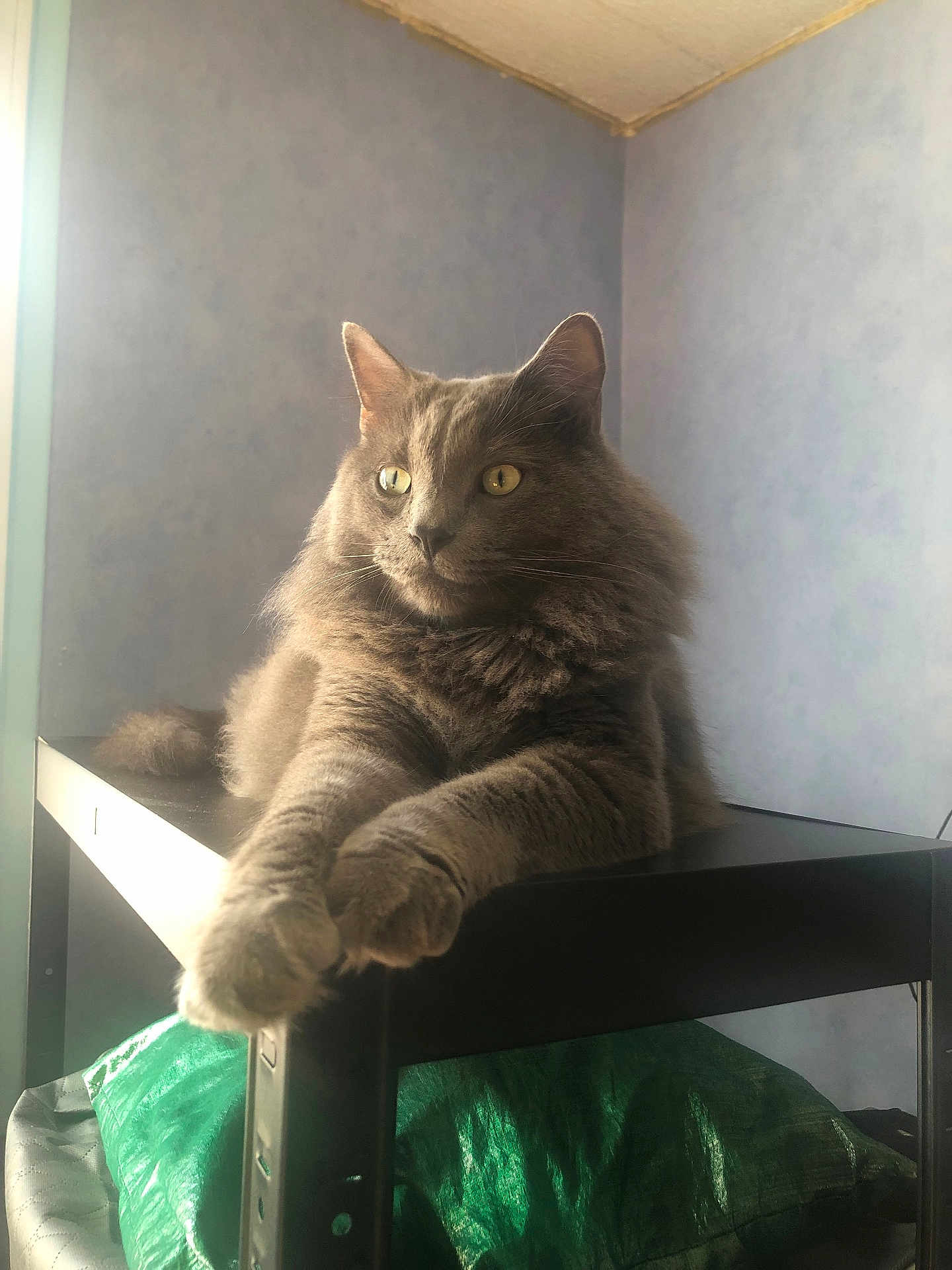 Etty a rejoint le concours — aidez-le/la à gagner de superbes lots ! animal, calm, cat, curious, domestic_cat, feline, fluffy, fur, gray_cat, home, indoor, light, paws, pet, portrait, relaxed, resting, shadow, shelf, window_light
