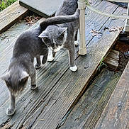 Picatsso is registered to the contest to win money with this photo: cat, cats, gray_cat, white_paws, wooden_deck, outdoor, grass, cooler, table, exploring, animal, pet, nature, daylight, two_animals, curious, feline, playful, rustic, blurred_motion