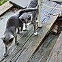 animal, blurred_motion, cat, cats, cooler, curious, daylight, exploring, feline, grass, gray_cat, nature, outdoor, pet, playful, rustic, table, two_animals, white_paws, wooden_deck